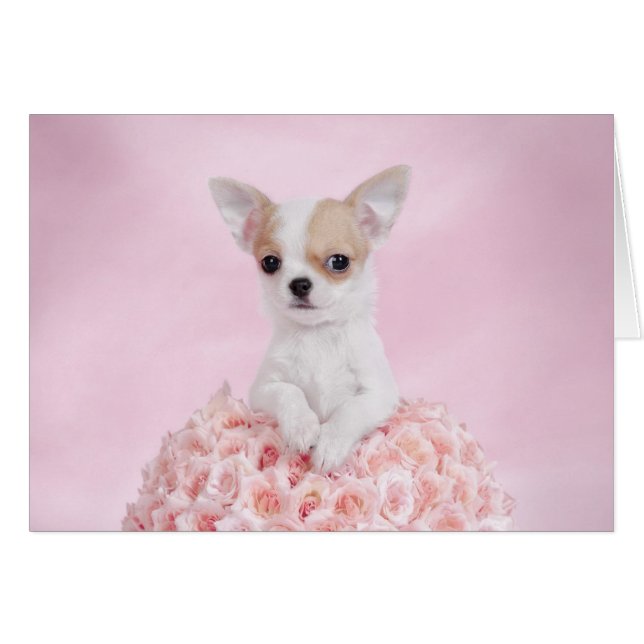 Chihuahua-Welpe (Vorderseite (Horizontal))