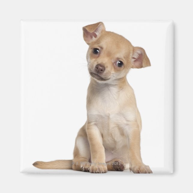 Chihuahua Welpe (2 Monate alt) Magnet (Vorne)