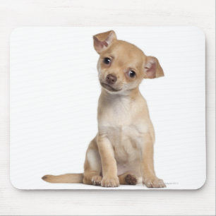 Chihuahua Welpe (2 Monate alt) Mousepad