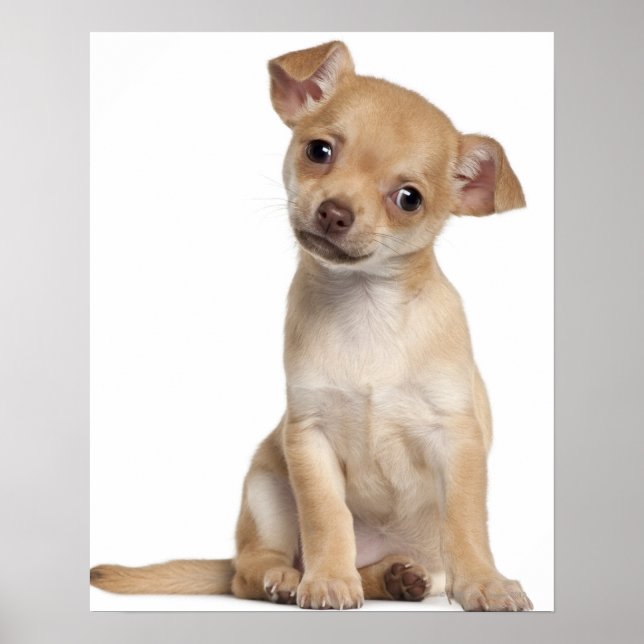 Chihuahua Welpe (2 Monate alt) Poster (Vorne)