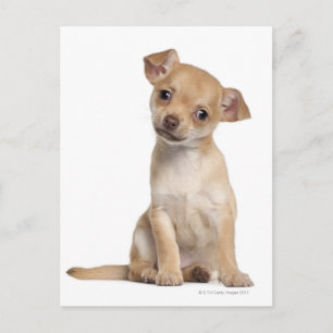 Chihuahua Welpe (2 Monate alt) Postkarte
