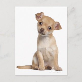 Chihuahua Welpe (2 Monate alt) Postkarte