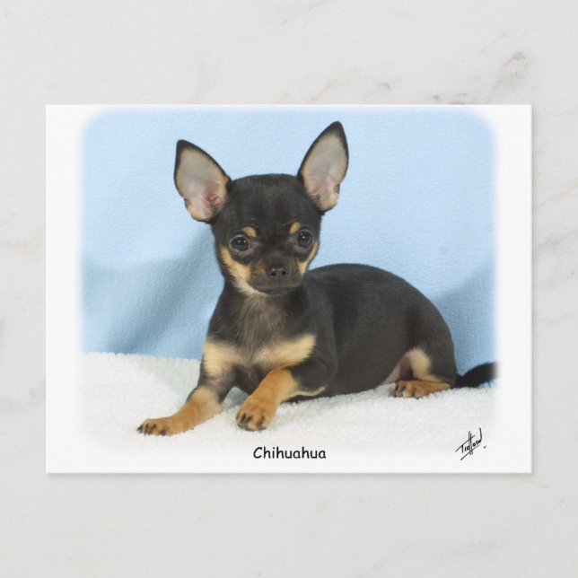 Chihuahua Welpe 9W079D-027 Postkarte (Vorderseite)