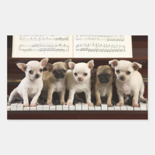 Chihuahua-Welpe am Klavier ( Chewawa , Chiwawa ) Rechteckiger Aufkleber