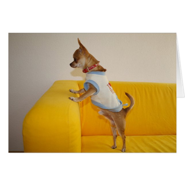 Chihuahua Welpe auf dem gelben Sofa (Vorderseite (Horizontal))