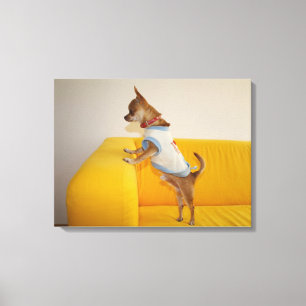 Chihuahua Welpe auf dem gelben Sofa Leinwanddruck