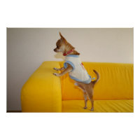 Chihuahua-Welpe auf gelber Couch