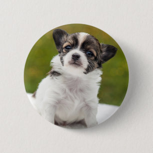 Chihuahua-Welpe Button