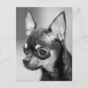 Chihuahua Welpe Doppy Post Card Postkarte