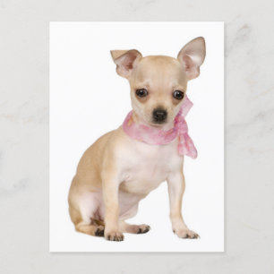 Chihuahua Welpe Doppy Post Card Postkarte