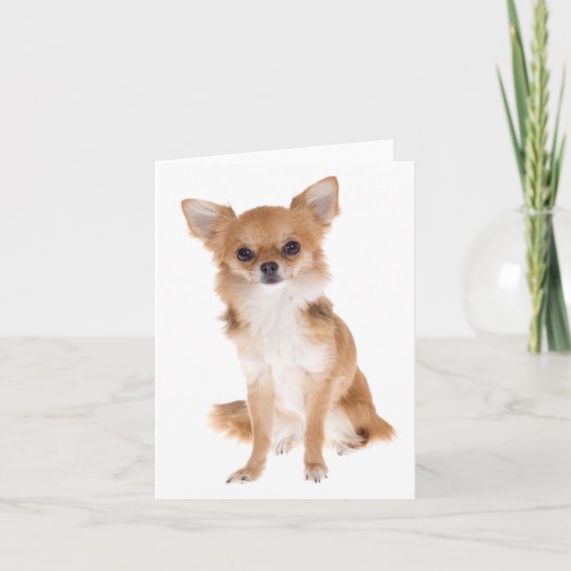 Chihuahua Welpe Hund Blank Notecard Karte (Vorderseite)