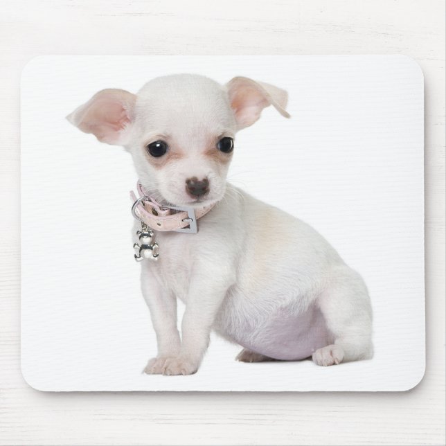 Chihuahua Welpe Hund Computer Mousepad (Vorne)
