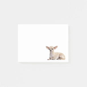 Chihuahua-Welpe-Hundemama-Welpen-Rettung-Adoption Post-it Klebezettel