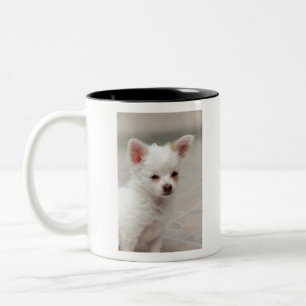 Chihuahua-Welpe im Garten Zweifarbige Tasse