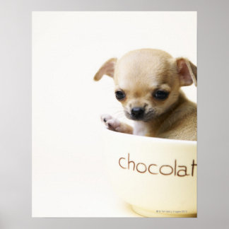 Chihuahua-Welpe in Schüssel (zugeschnitten) Poster