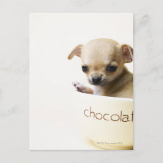 Chihuahua-Welpe in Schüssel (zugeschnitten) Postkarte