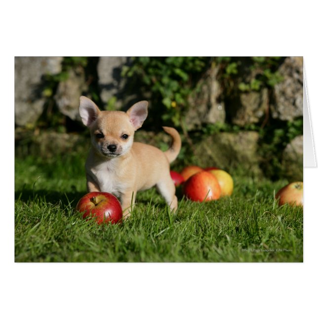 Chihuahua Welpe mit Äpfeln (Vorderseite (Horizontal))