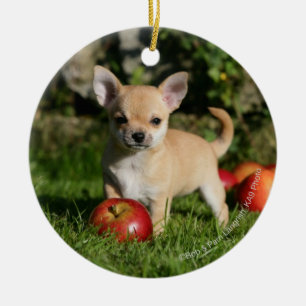Chihuahua-Welpe mit Äpfeln Keramik Ornament