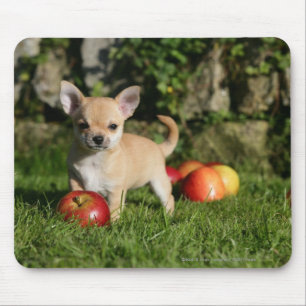 Chihuahua-Welpe mit Äpfeln Mousepad