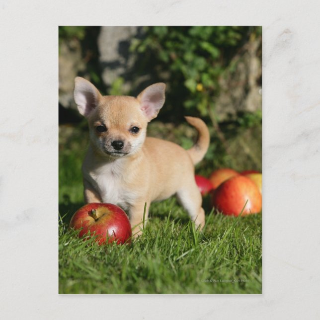 Chihuahua Welpe mit Äpfeln Postkarte (Vorderseite)