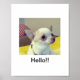 Chihuahua-Welpe Poster