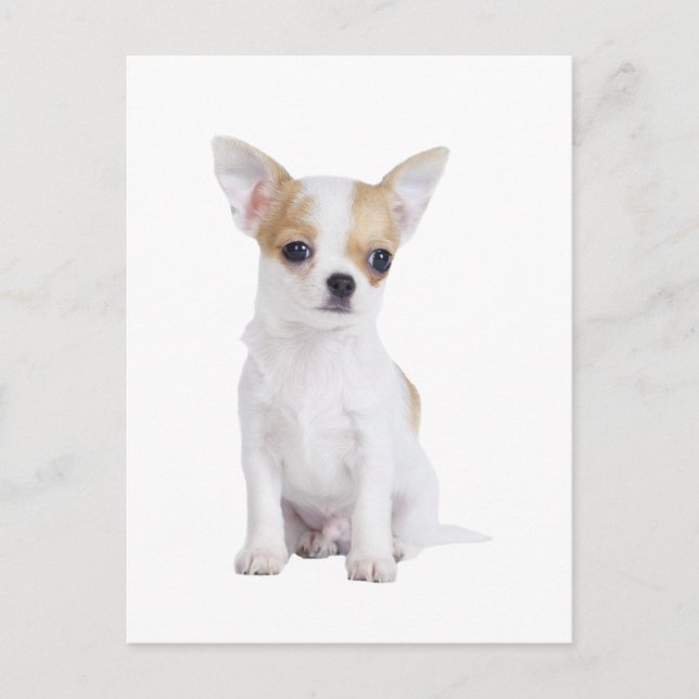 Chihuahua-Welpe Postkarte (Vorderseite)