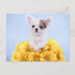 Chihuahua-Welpe Postkarte