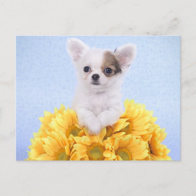Chihuahua-Welpe Postkarte (Vorderseite)