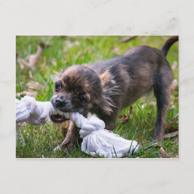 Chihuahua-Welpe Postkarte (Vorderseite)