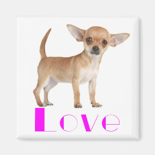 Chihuahua-Welpe - Rosa Liebe Große Ohren Magnet