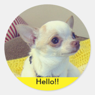 Chihuahua-Welpe Runder Aufkleber