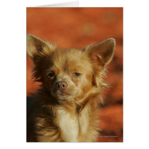 Chihuahua-WelpeHeadshot