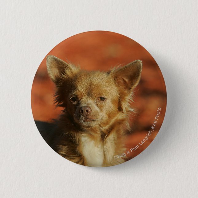 Chihuahua-WelpeHeadshot Button (Vorderseite)