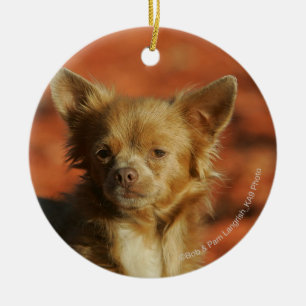 Chihuahua-WelpeHeadshot Keramikornament