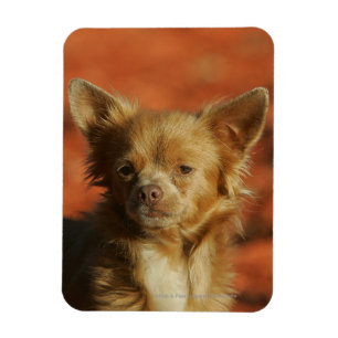 Chihuahua-WelpeHeadshot Magnet