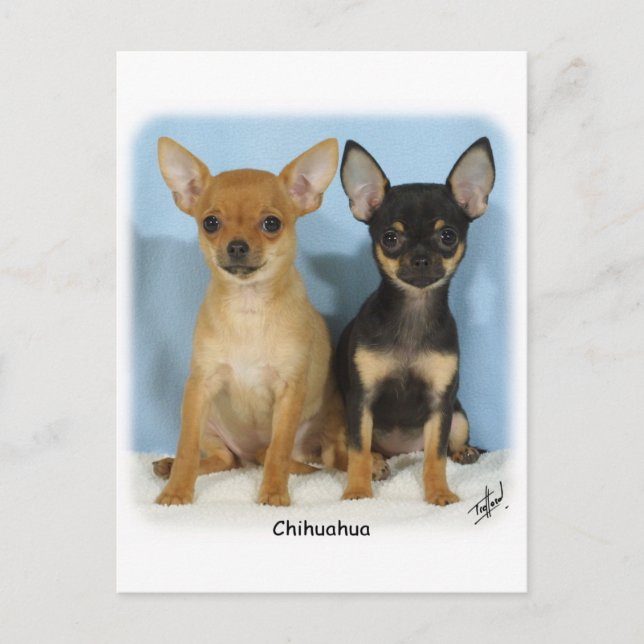 Chihuahua Welpen 9W079D-011 Postkarte (Vorderseite)