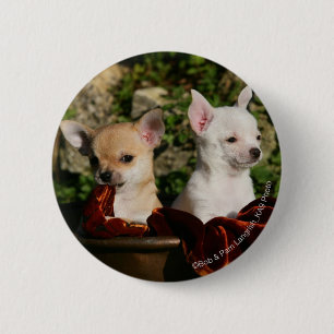 Chihuahua-Welpen Button