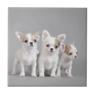 Chihuahua Welpen Fliese