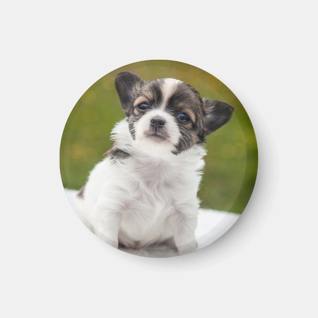 Chihuahua-Welpen-Foto Magnet (Vorne)