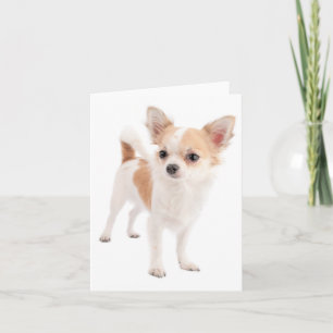 Chihuahua-Welpen-Hund leere Karte
