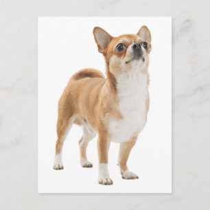 Chihuahua-Welpen-Hund-Postkarte Postkarte