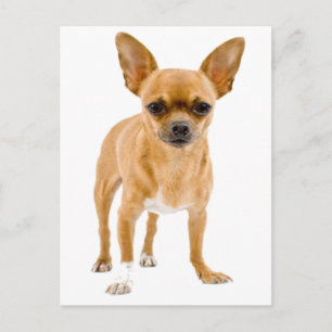 Chihuahua-Welpen-Hund-Postkarte Postkarte
