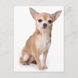 Chihuahua-Welpen-Hund-Postkarte Postkarte