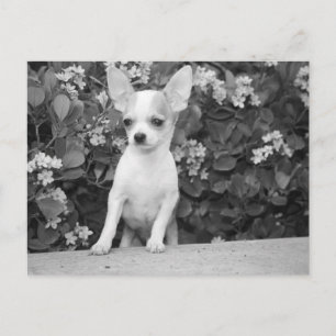 Chihuahua-Welpen-Hund-Postkarte Postkarte