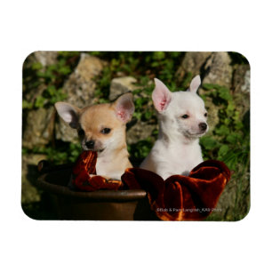 Chihuahua-Welpen Magnet