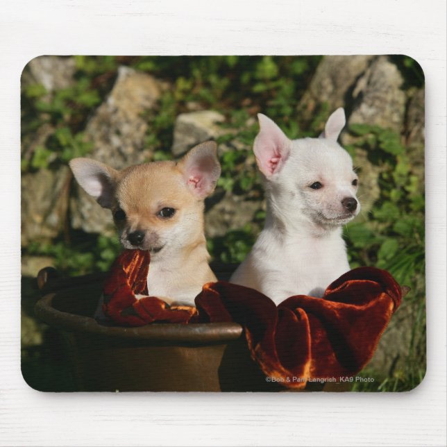 Chihuahua-Welpen Mousepad (Vorne)