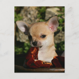 Chihuahua-Welpen Postkarte