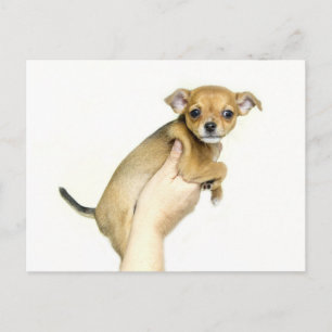Chihuahua-Welpen-Postkarte Postkarte