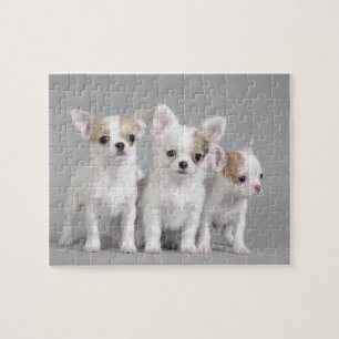 Chihuahua Welpen Puzzle