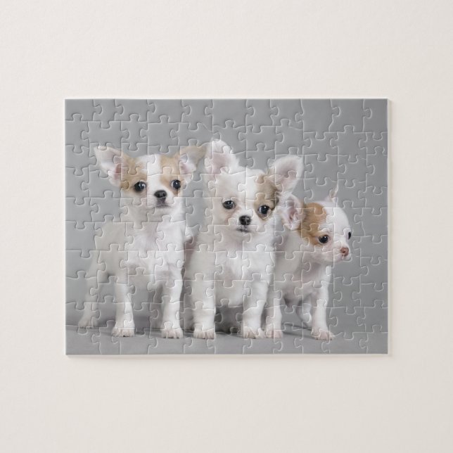 Chihuahua Welpen Puzzle (Horizontal)